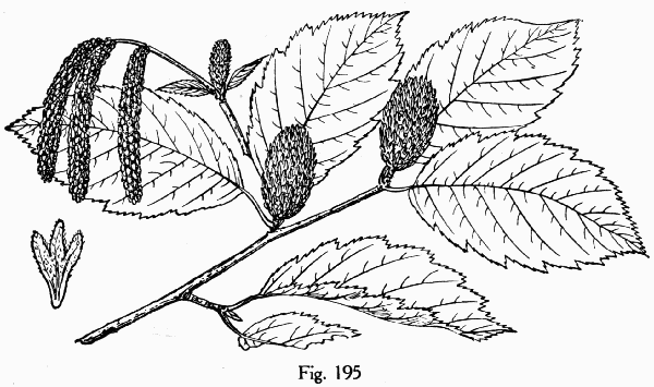 Fig. 195