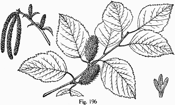 Fig. 196