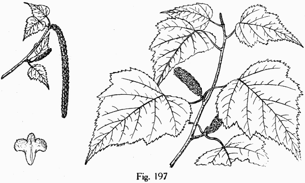 Fig. 197