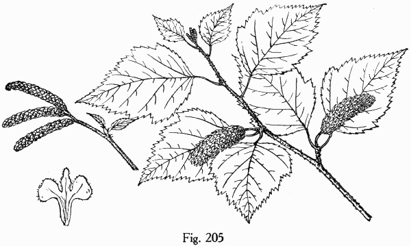 Fig. 205