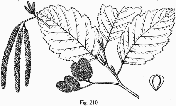 Fig. 210