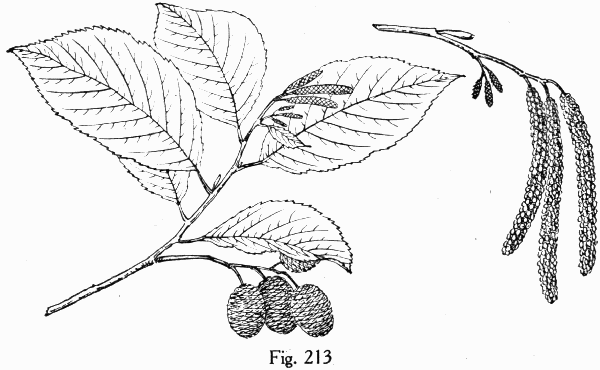 Fig. 213
