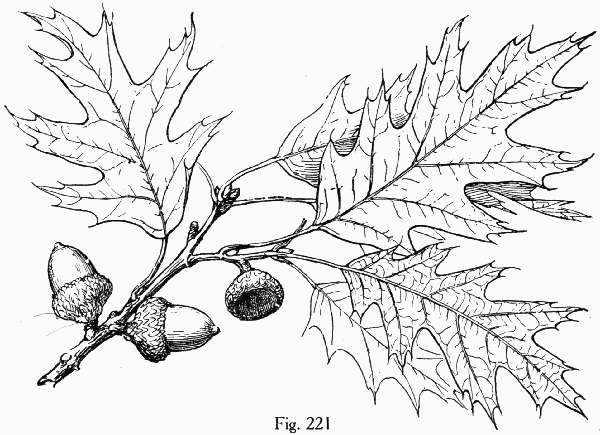 Fig. 221