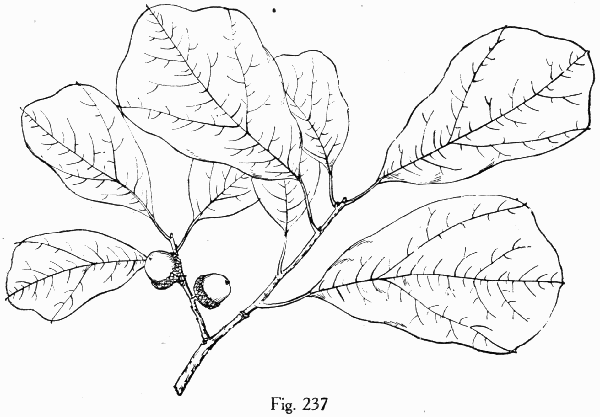 Fig. 237
