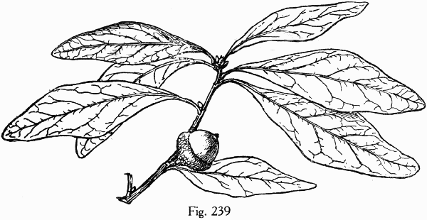 Fig. 239