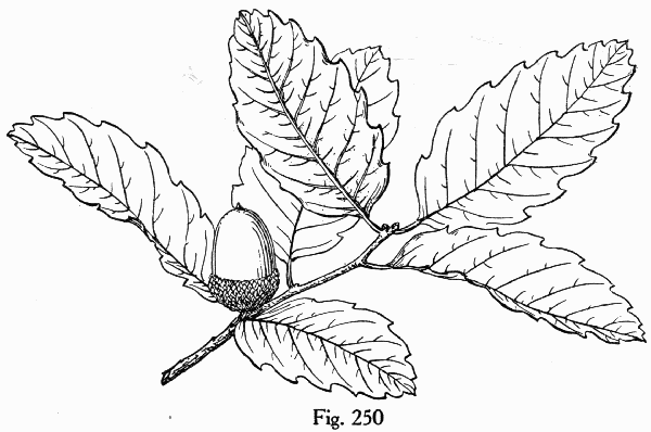 Fig. 250